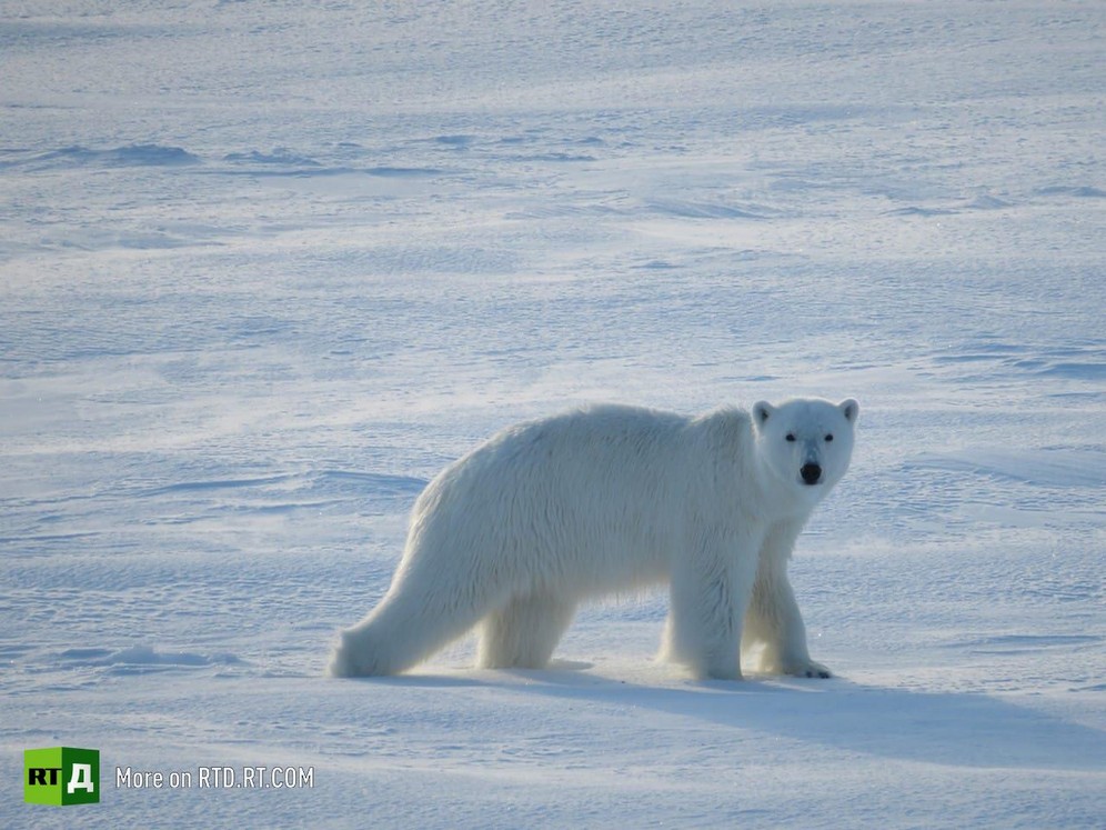 A polar bear 'visits' drifting ice station 