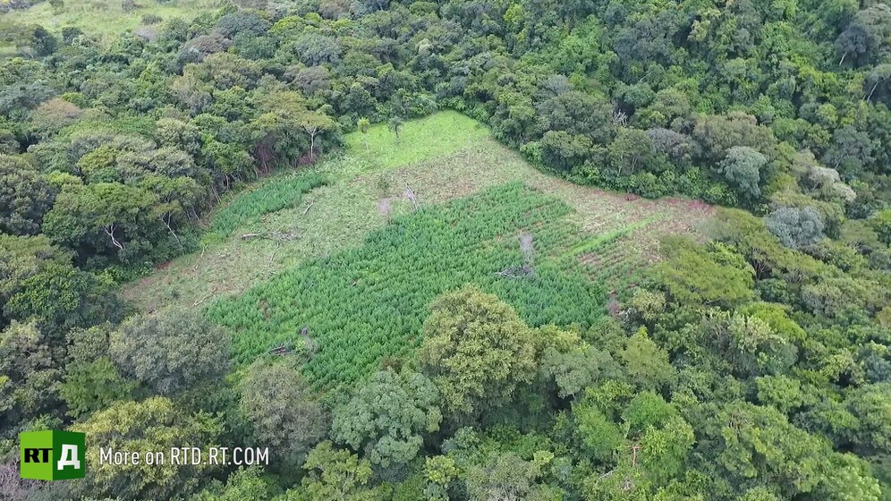 A cannabis field in Paraguay