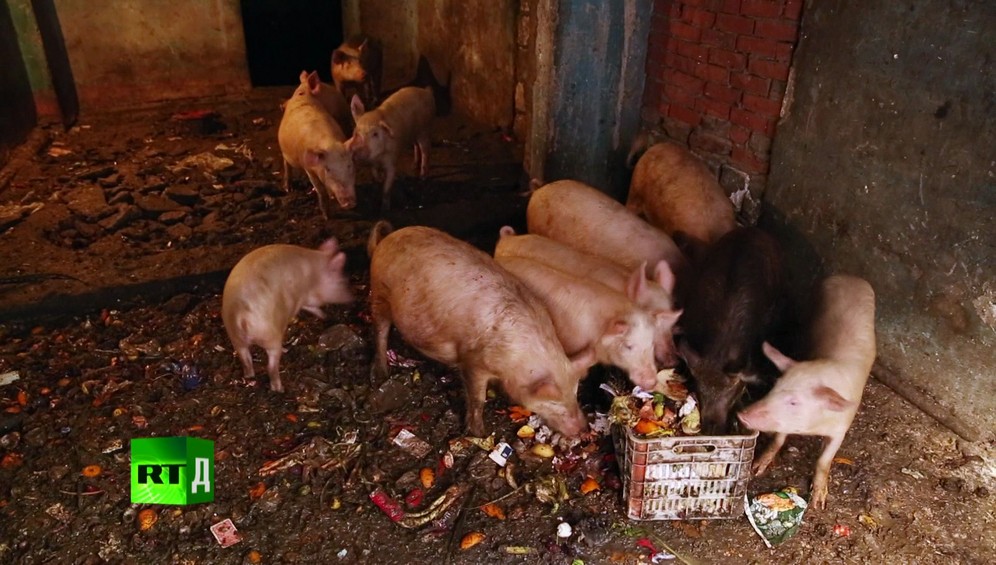 Zabbaleen pigs feeding on organic trash collected by Cairo's legendary rubbish collectors, in a house in Garbage City