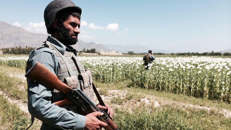 Afghanistan's poppy field