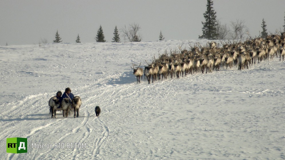 Nenets people reindeer herding
