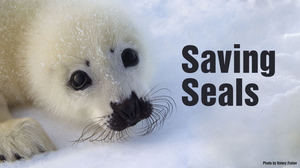 Saving seals — RT Documentary Channel Films