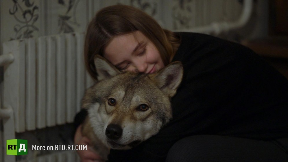 Raising a pet wolf