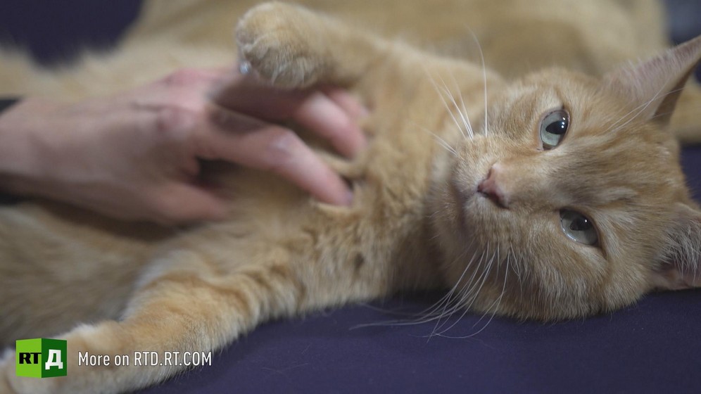 Childfree advocate Leilani Münter's stray ginger cat, being stroked. Still taken from RTD documentary Kidless.