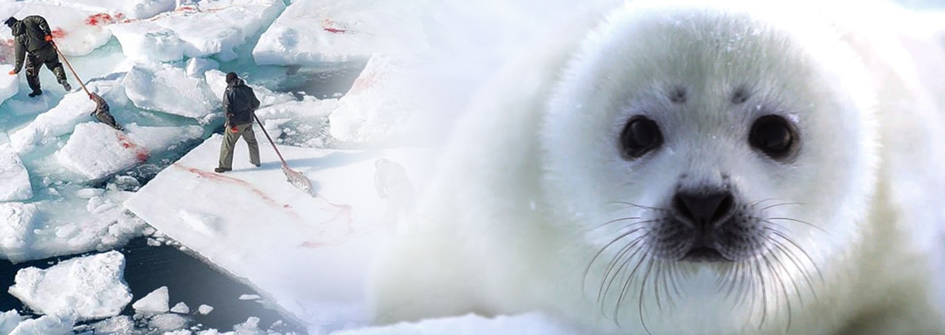 How harp seals came to the verge of extinction — RTD