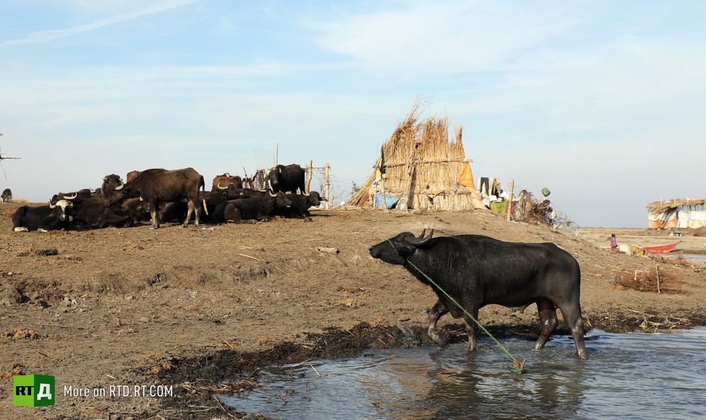 Iraq's Water Crisis