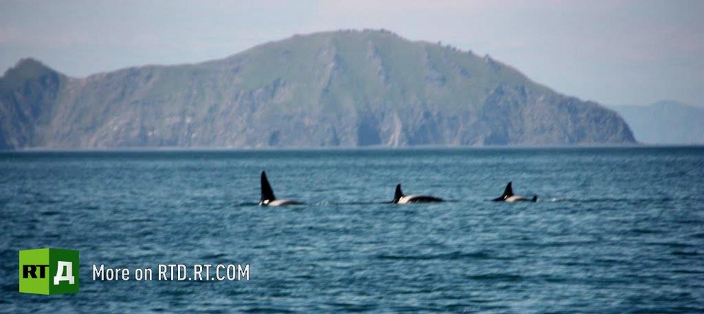 Killer whales near the Shantar Islands