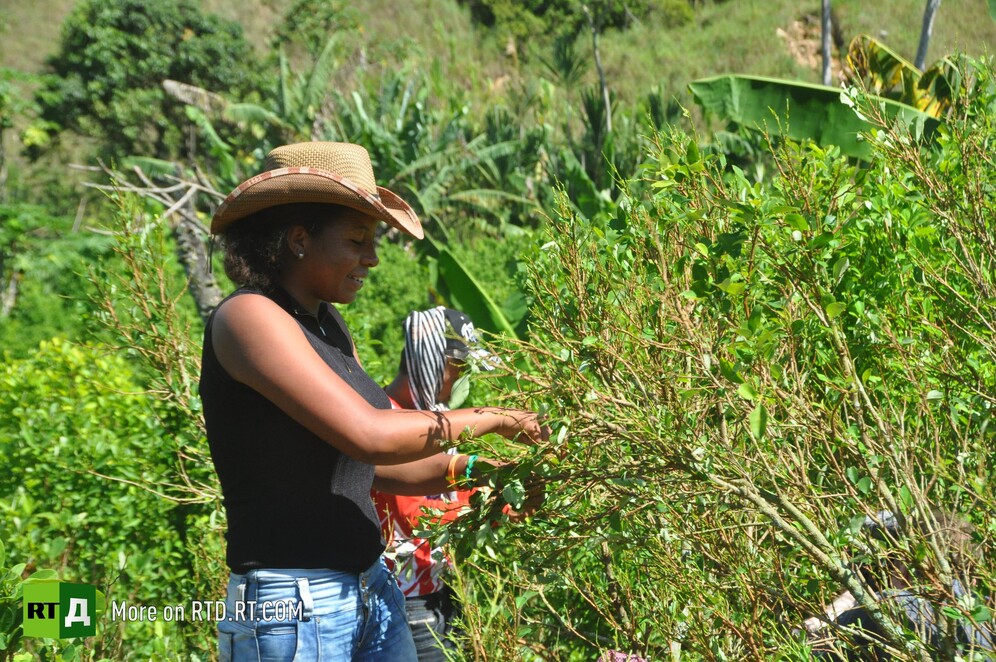 Colombia’s coca growers