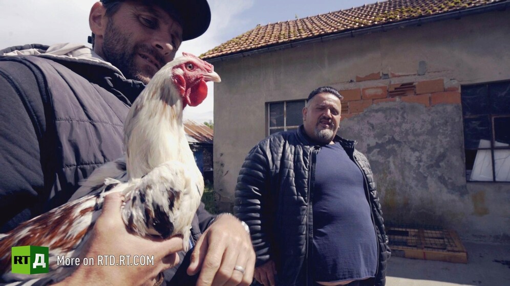 A French Gypsy holds a cock while Henoc Cortes Lopez, a gens du Voayge rapper, looks on. Still taken from RTD documentary Tolerance du Voyage.