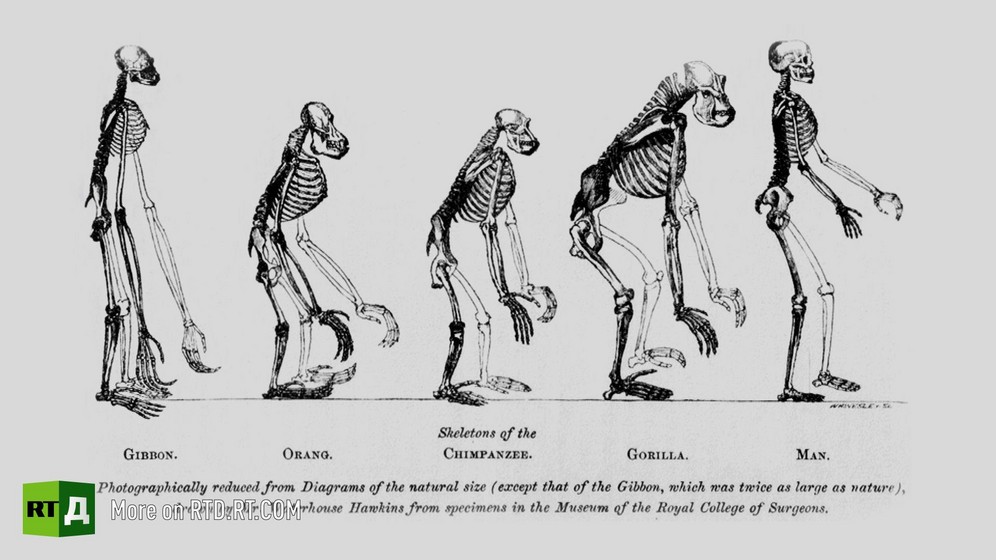 19th century print showing stages of monkey to human evolution, with five skeletons