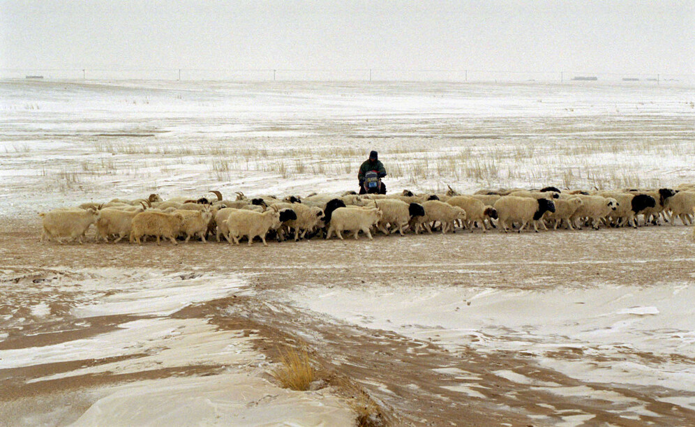 China Mongolia bubonic plague