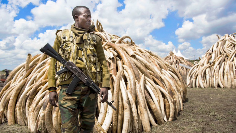 Ivory: Elephant slaughter, luxury symbol and illegal trade — RTD