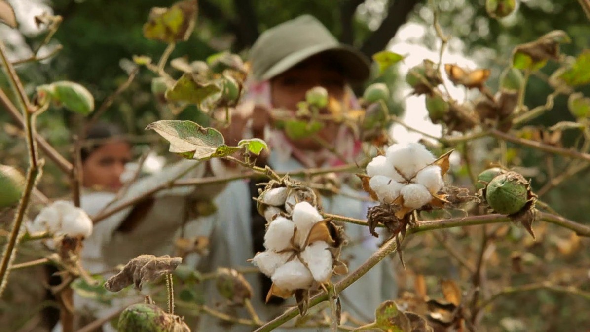 GMO cotton seeds used by Indian farmers are 8,000% more expensive than non modified seeds.GMO cotton demands more water, fertilizers, and pesticides. As the price on cotton declines Farmers become bankrupts and unable to pay loans they kill themselves en masse. © A still from the documentary film,The Peril on Your Plate / RTD 