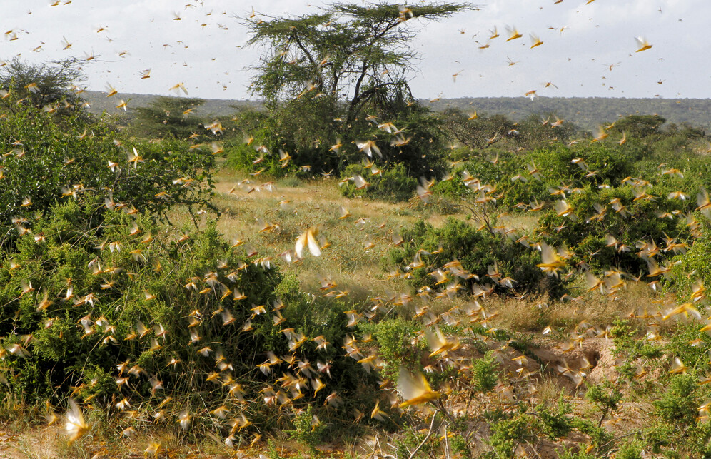 locust crop decimation
