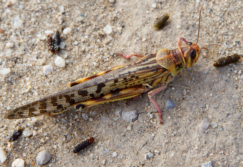 locust devastate crops