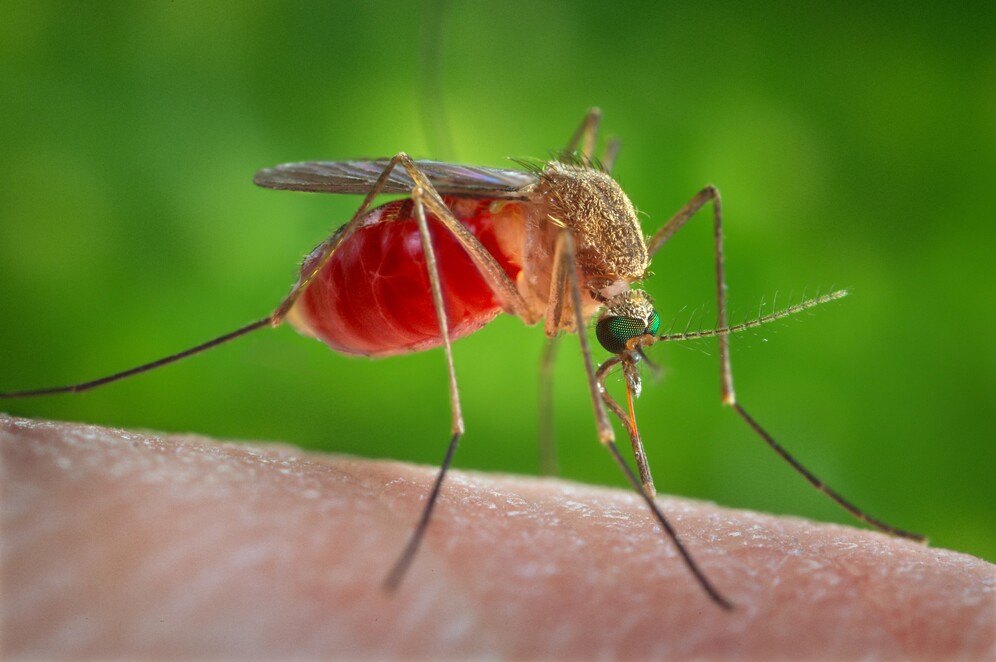A Culex quinquefasciatus mosquito on the skin of a human 