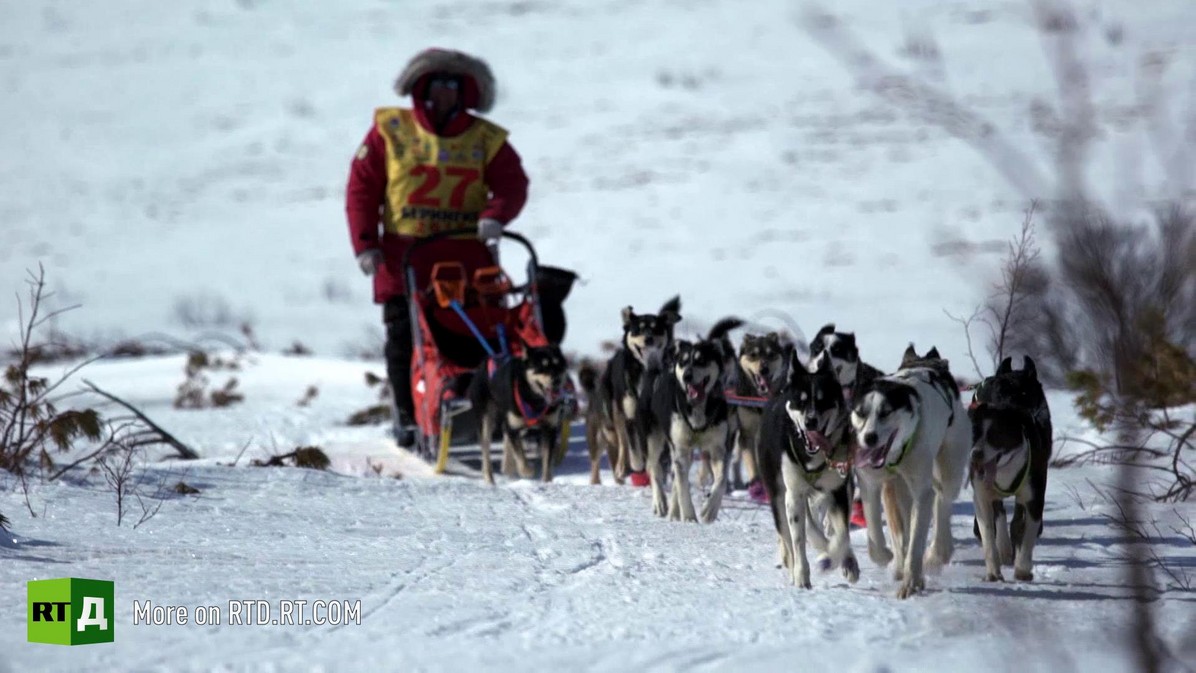 Beringia dog sled race in Kamchatka, Russia