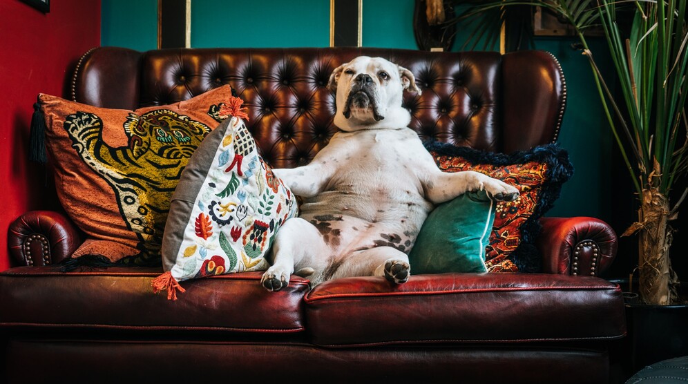 dog chilling on couch